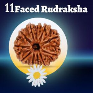 11 मुखी रुद्राक्ष 11 मुखी रुद्राक्ष| 11 faced rudraksha| रुद्राक्ष|