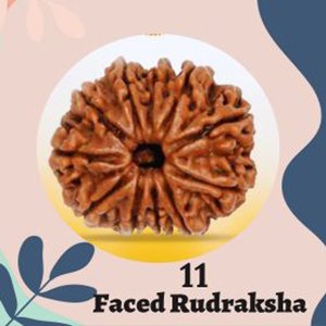 11 मुखी रुद्राक्ष 11 मुखी रुद्राक्ष| Rudraksha|