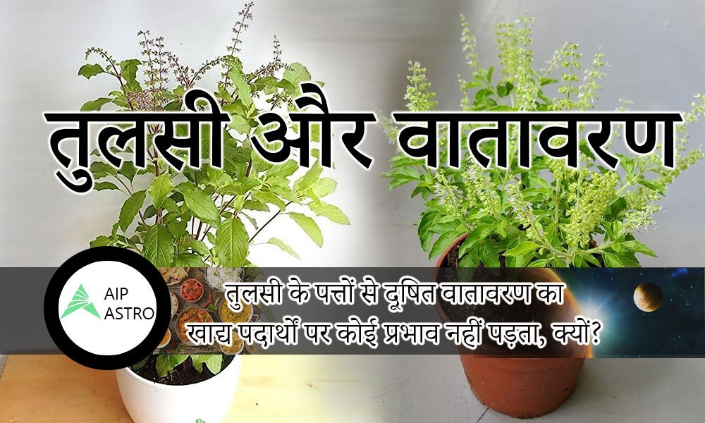 ग्रहण: तुलसी पत्तों से दूषित वातावरण का खाद्य पदार्थों पर प्रभाव क्यों नहीं पड़ता
